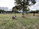 城南島海浜公園は砂浜とドッグランと飛行機、愛犬と1日過ごせる最高の公園だった!