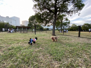 城南島海浜公園のドッグランでトイプードル