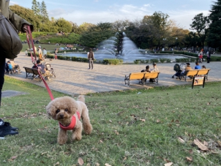 世田谷公園の噴水広場