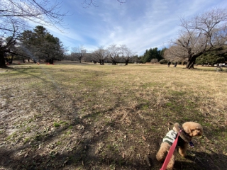 光が丘公園は練馬で愛犬と自然を感じられる公園 ペット可まとめ 東京都内で愛犬とランチや食べ歩き 公園やドッグラン 買い物ができるとこ まとめ