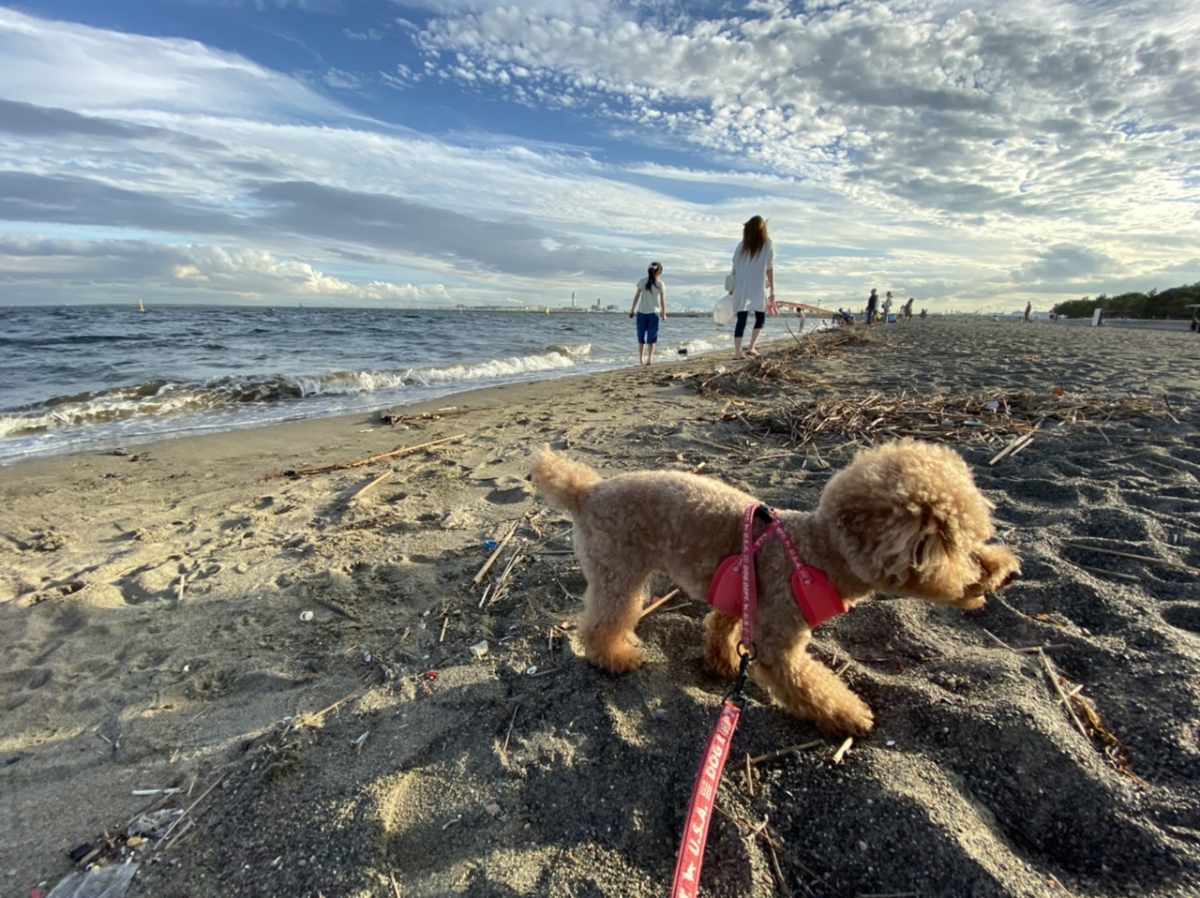 城南島海浜公園で犬と海