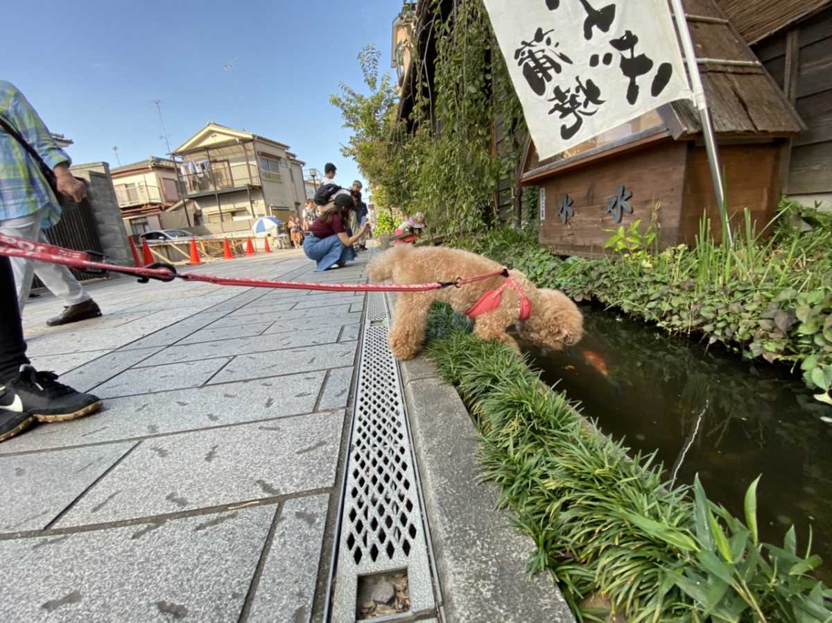 川越を愛犬と散歩