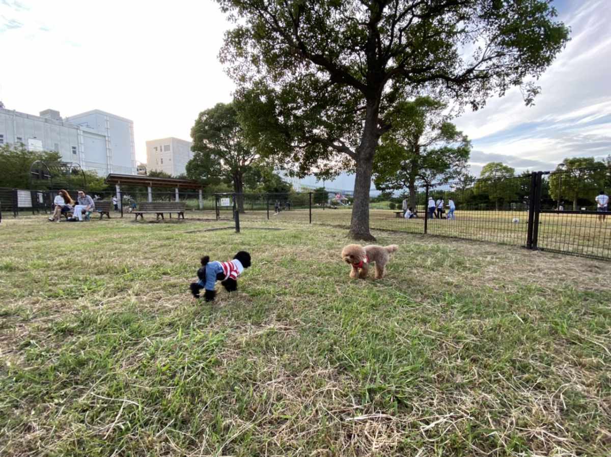 城南島海浜公園のドックラン