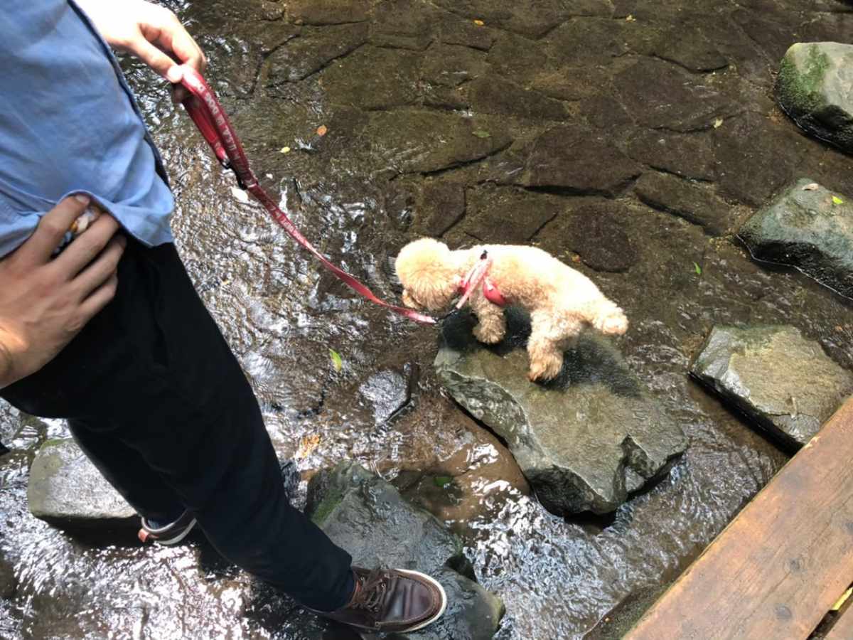 等々力渓谷公園でワンちゃん水遊び