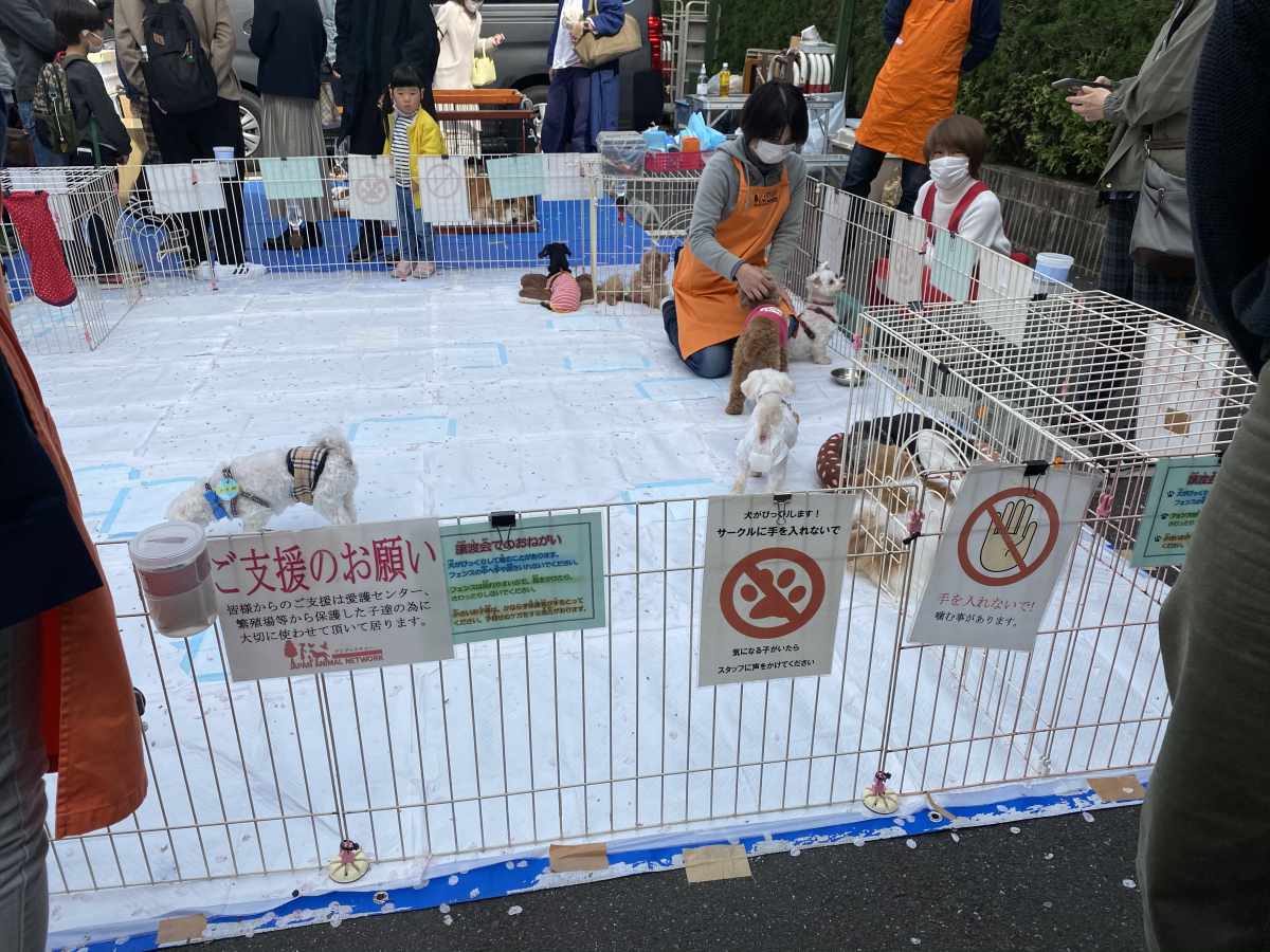 自由が丘　犬の譲渡会