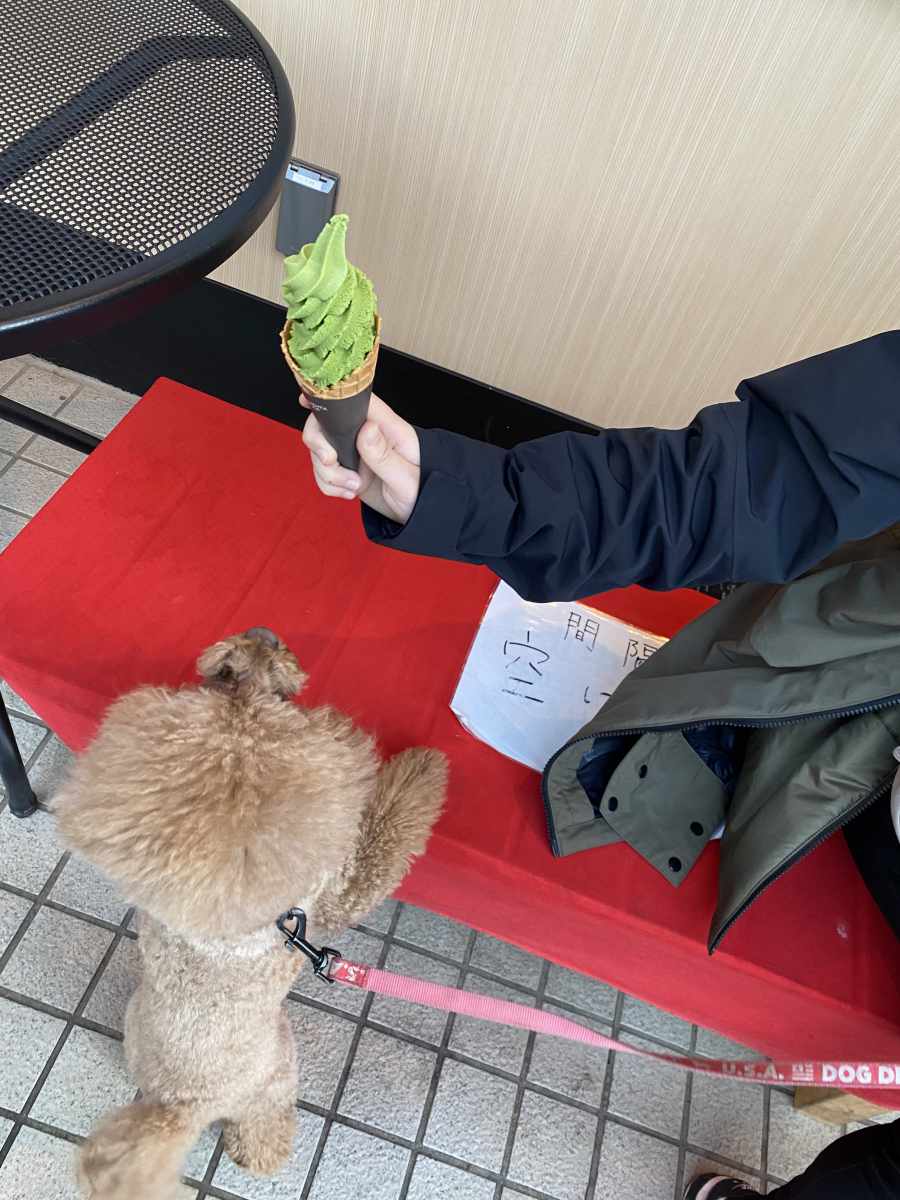 小金井公園 そば茶屋 さくら 抹茶ソフトクリーム