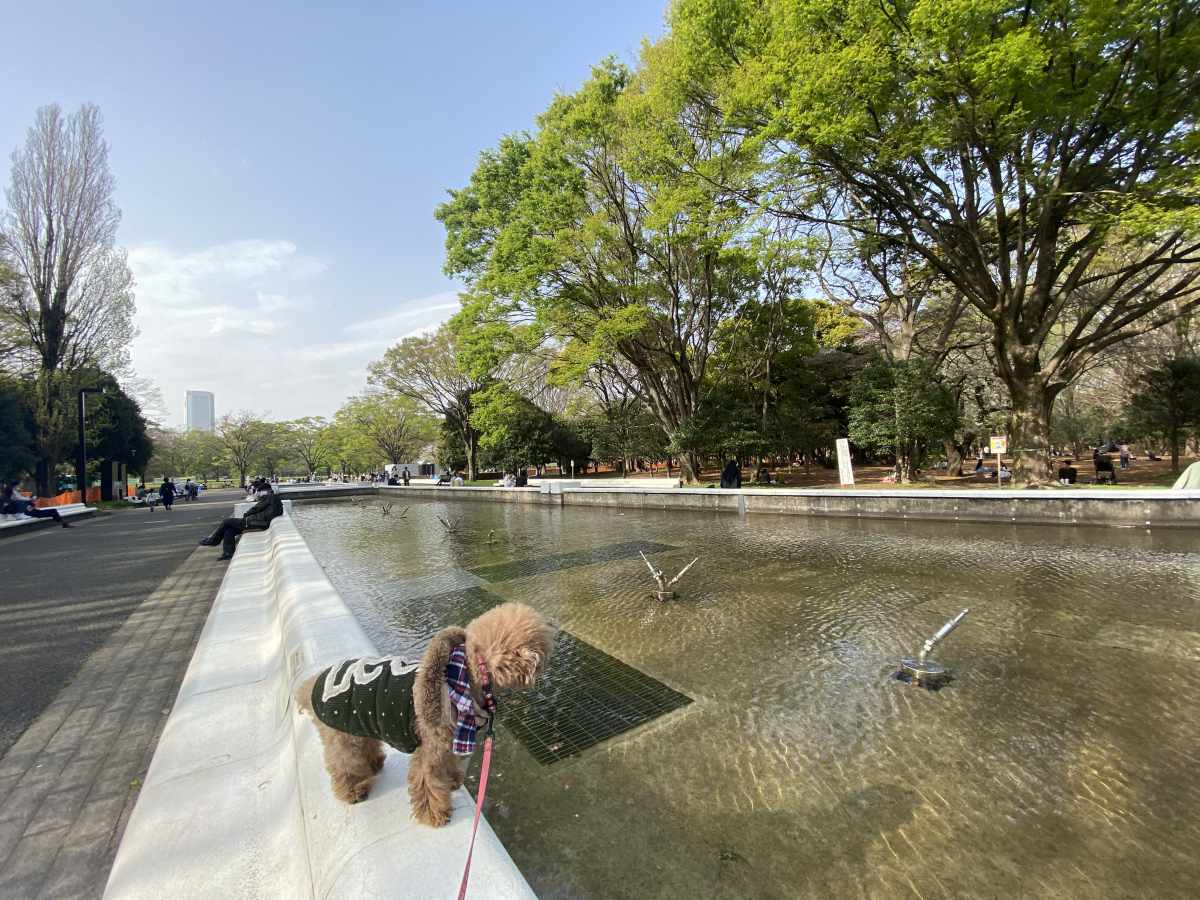 代々木公園の広場