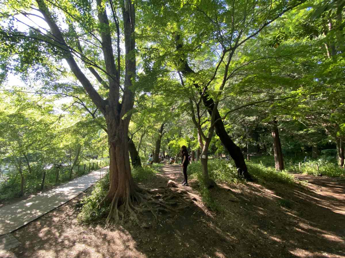 石神井公園の新緑