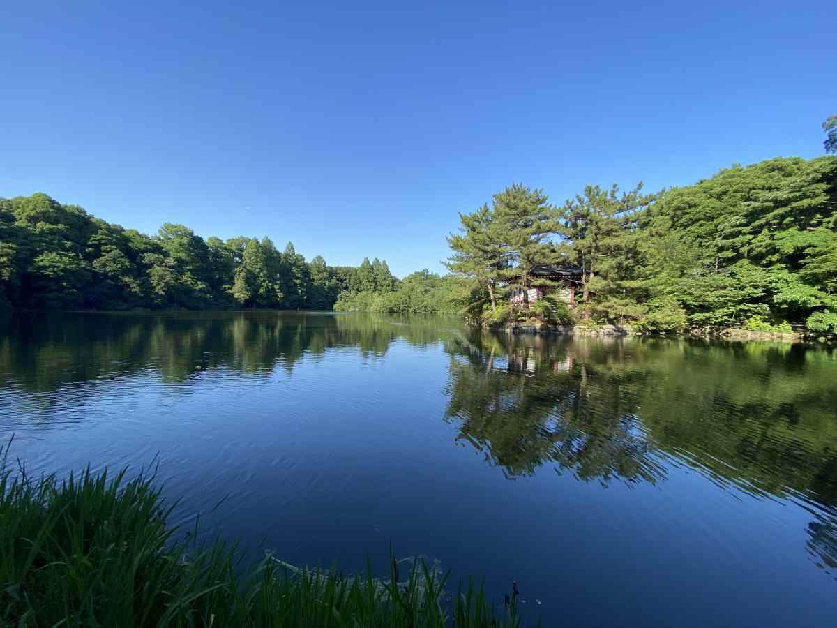 石神井公園の湖（三宝寺池、石神井池）