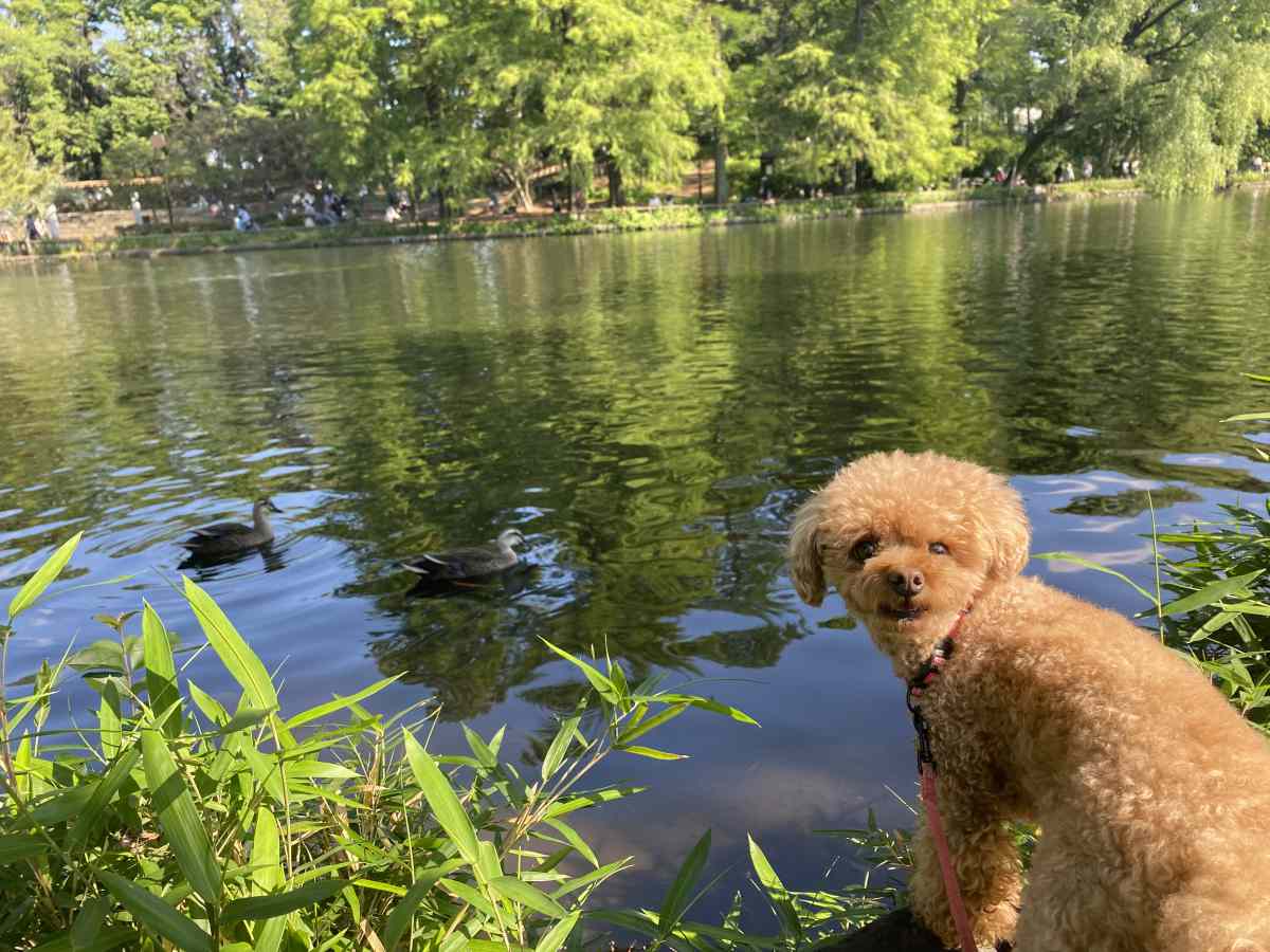 石神井公園の湖のカモ