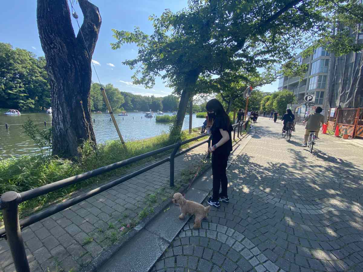 石神井公園、遊歩道を愛犬と高級住宅が並ぶ歩きやすい道