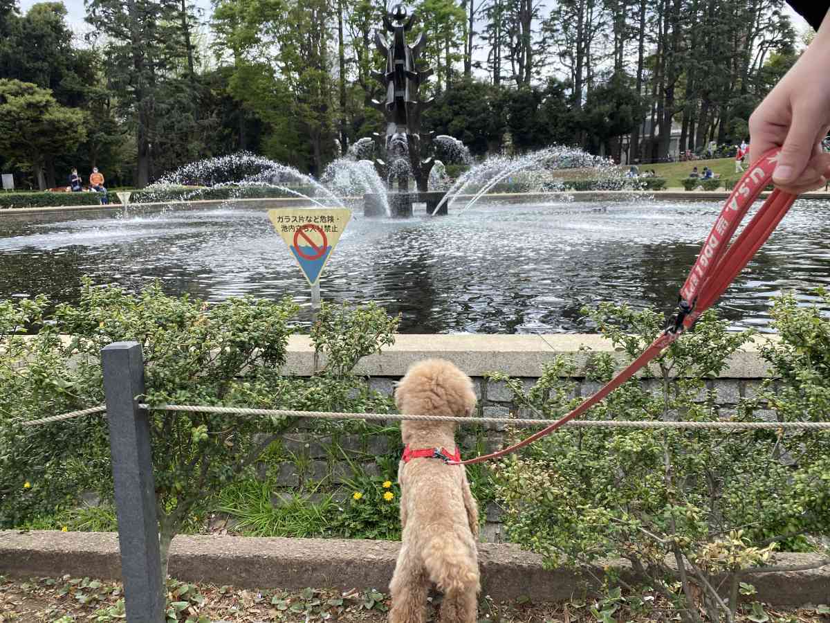 世田谷公園の噴水と犬