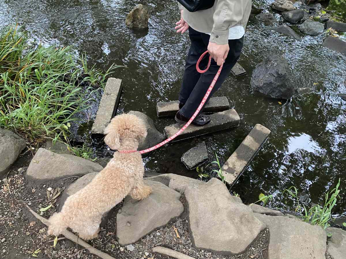 井の頭公園内の小川に愛犬と