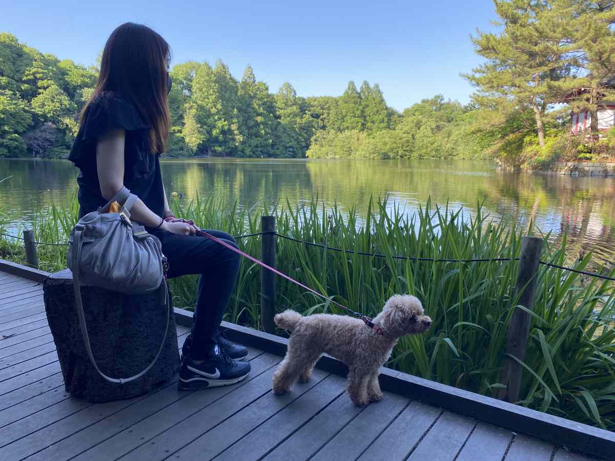 石神井公園の絶景ポイントを愛犬と