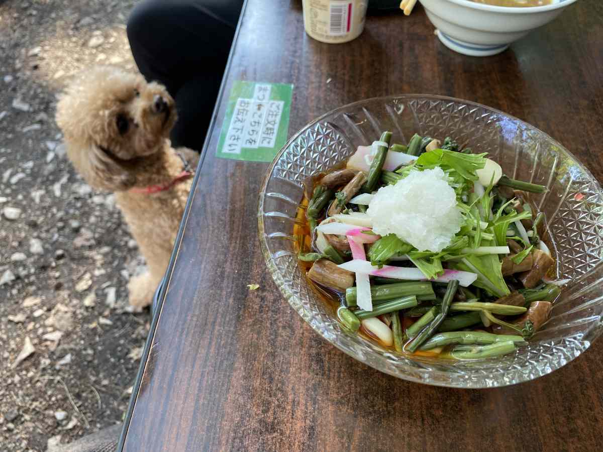 石神井公園の豊島屋の「山菜そば」と愛犬