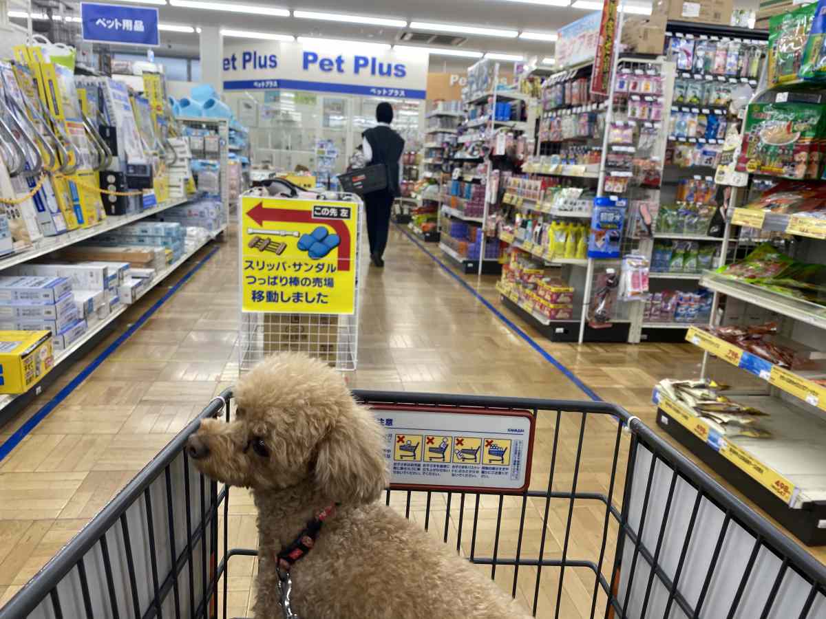 ビバホームで愛犬とお買い物 ペットカートの貸し出しが嬉しい ペット可まとめ