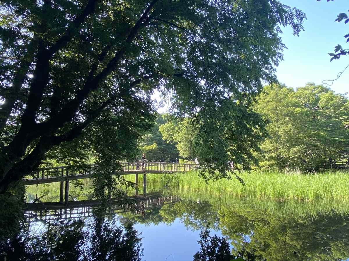 石神井公園の池に掛かる橋