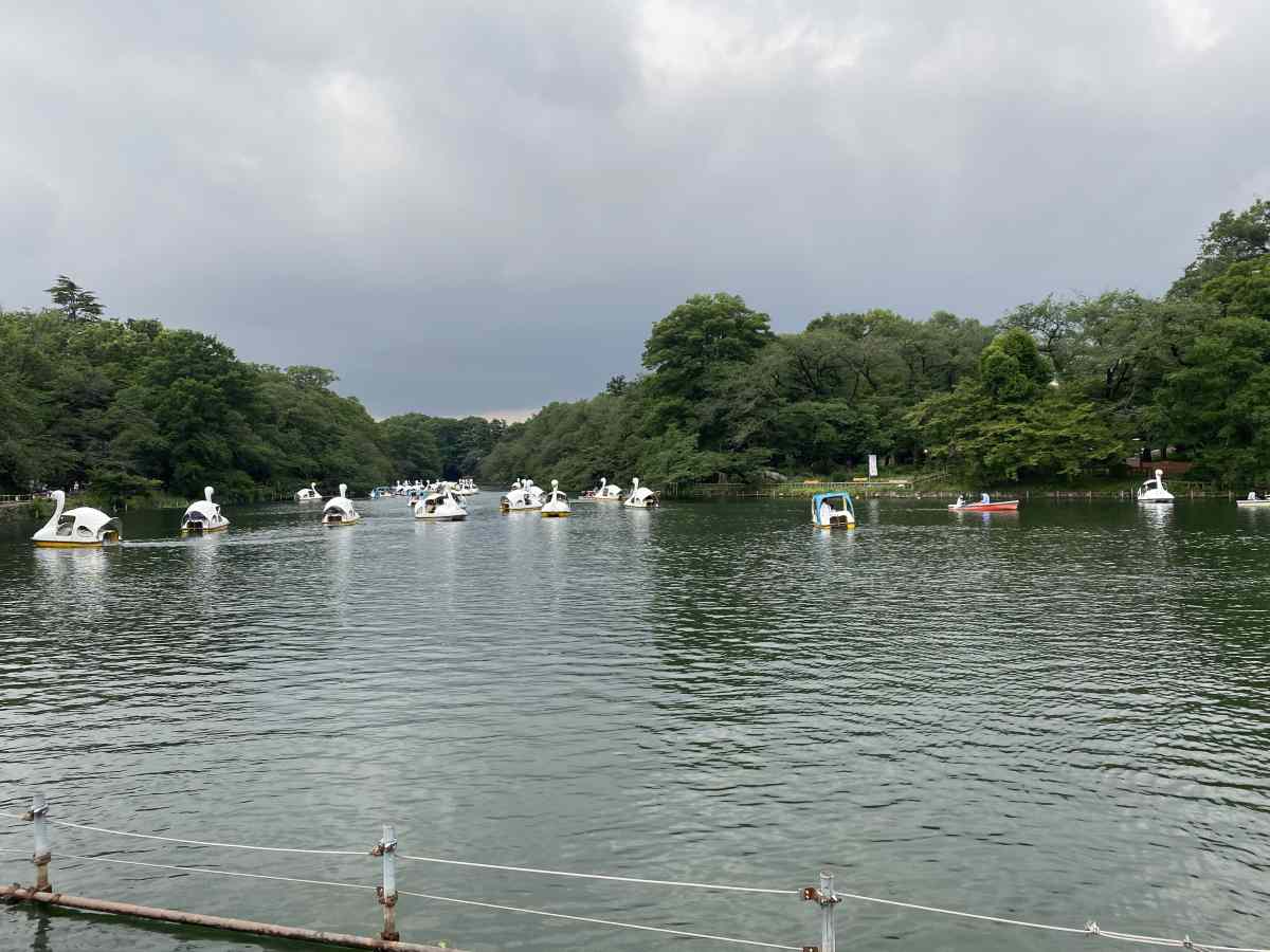 井の頭公園のスワン