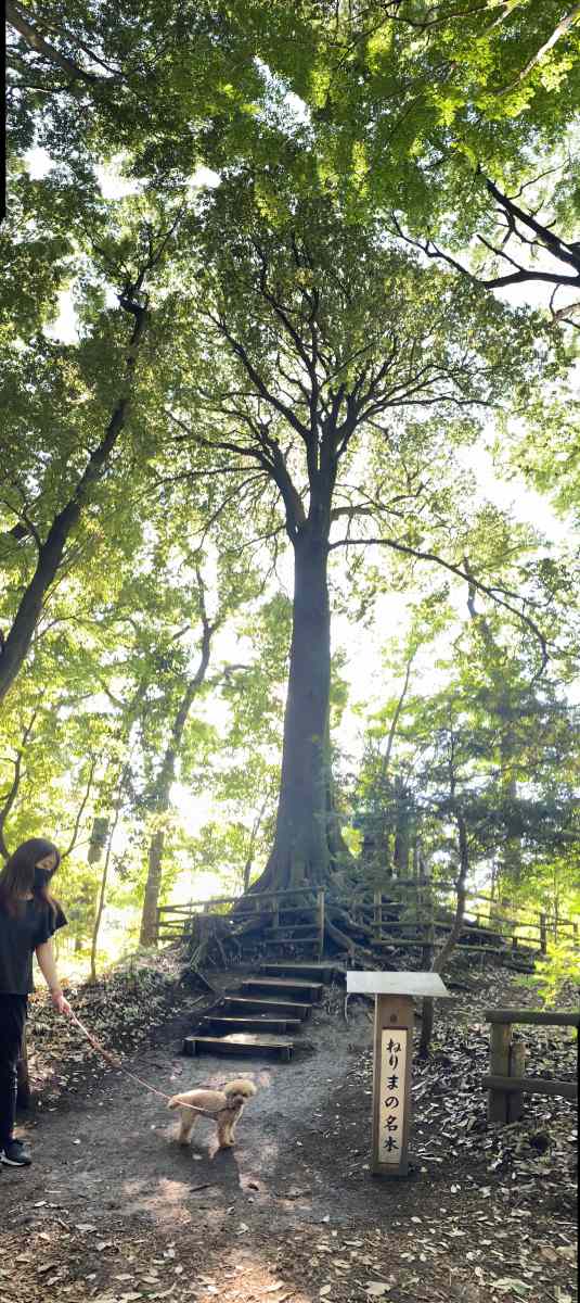 石神井公園の「ねりまの名木」