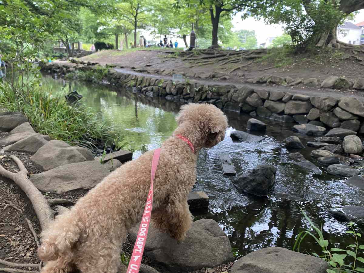 井の頭公園内の小川に愛犬と