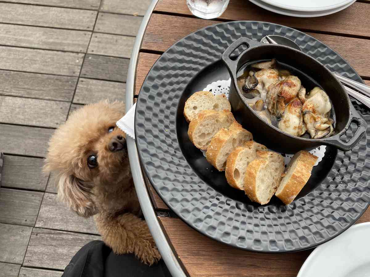 神楽坂・飯田橋のカナルカフェの牡蠣のアヒージョと犬