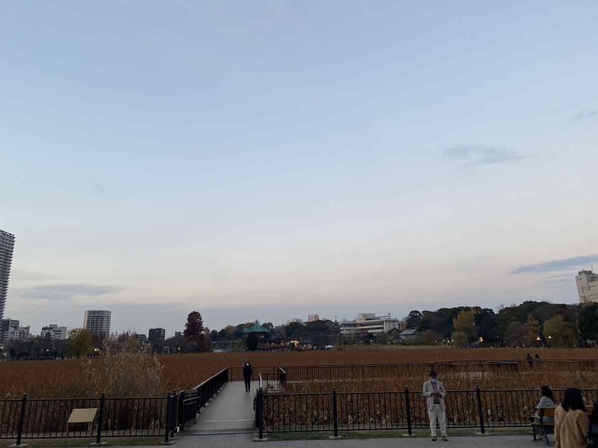 上野公園の不忍池