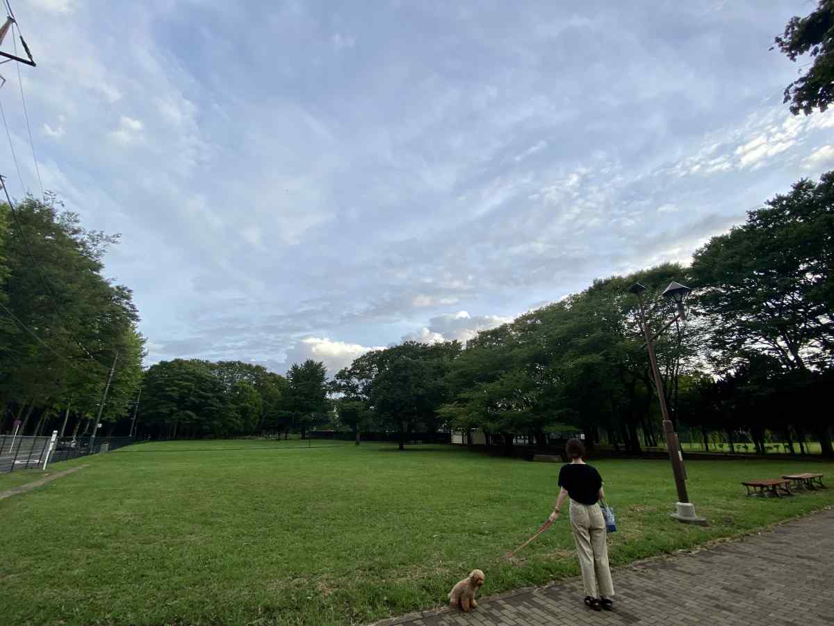 城北中央公園の原っぱ