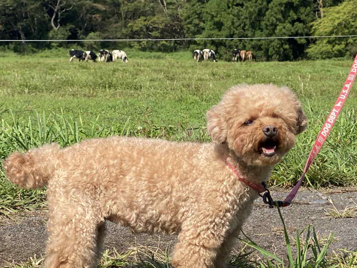 ハートランド朝霞、犬と牛