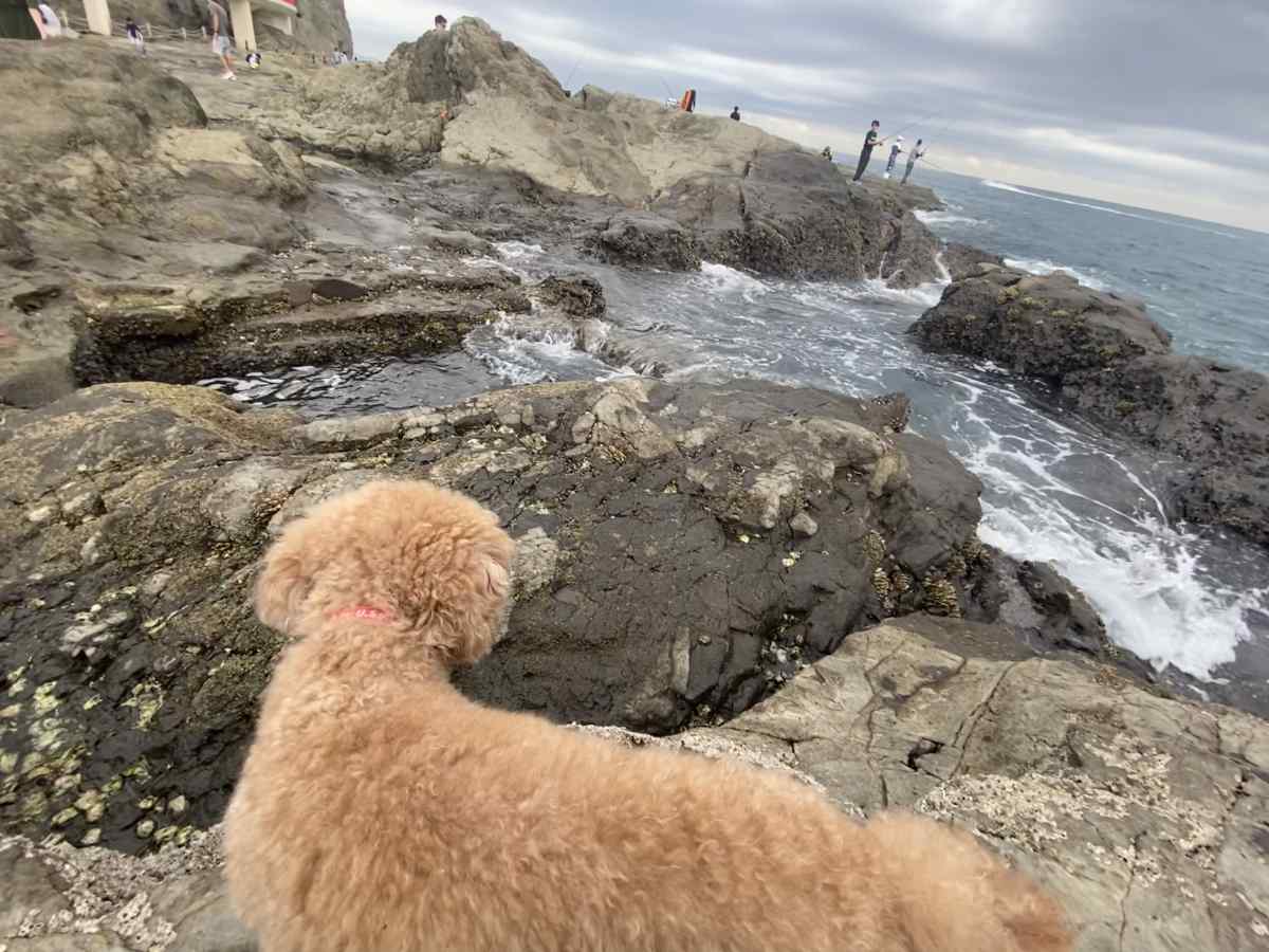 江の島の「稚児ヶ淵」の岩場で愛犬と