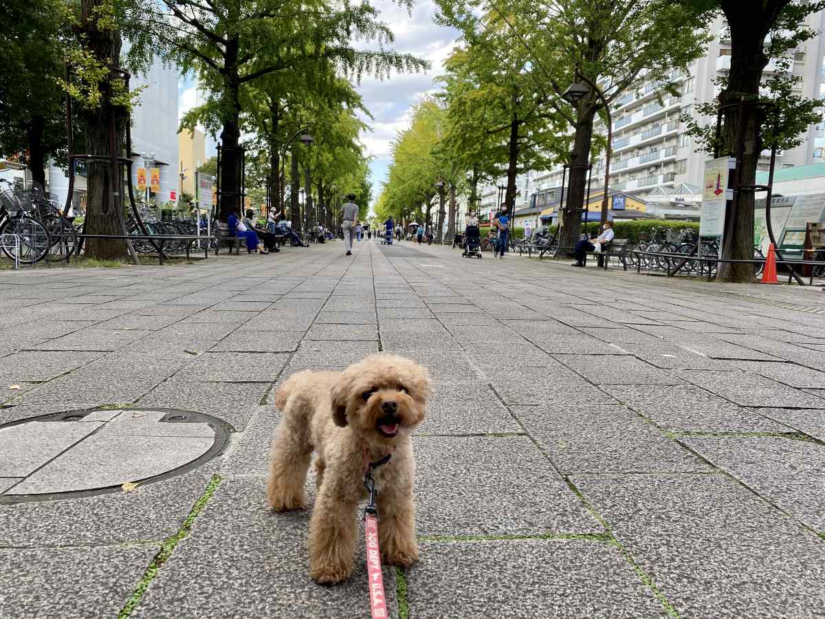 光が丘公園、駅前の通り