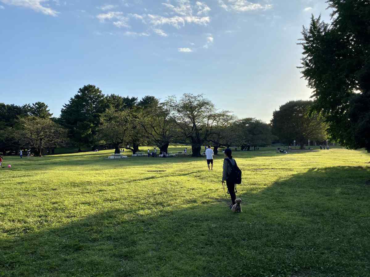 光が丘公園、西側の芝生