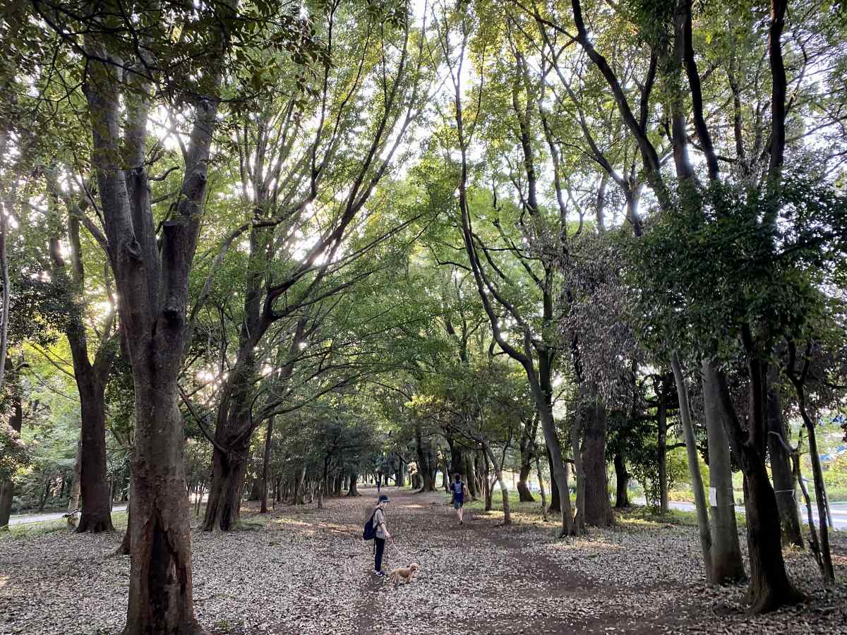 光が丘公園、北側の森道