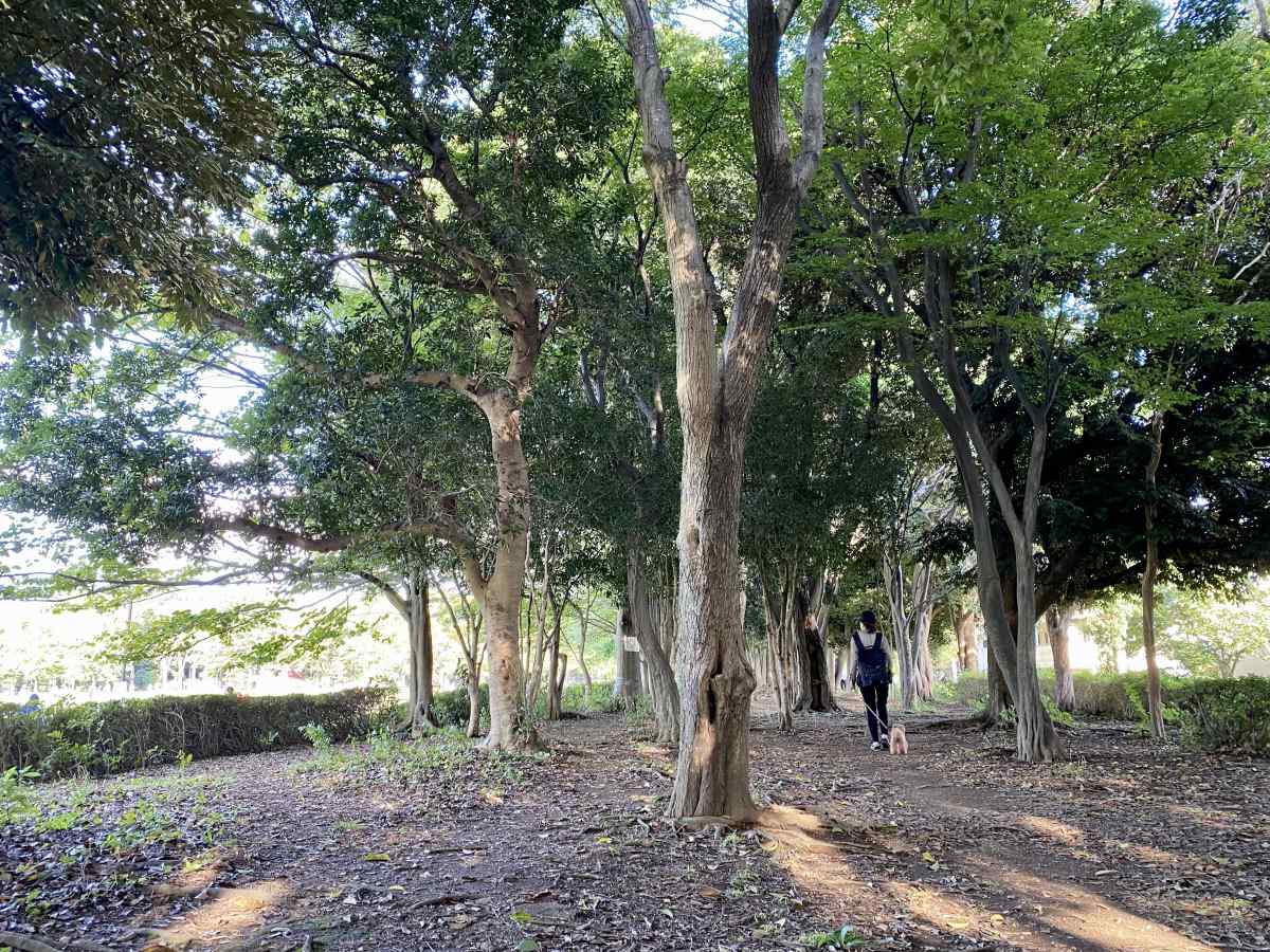 光が丘公園、東側の高台の道