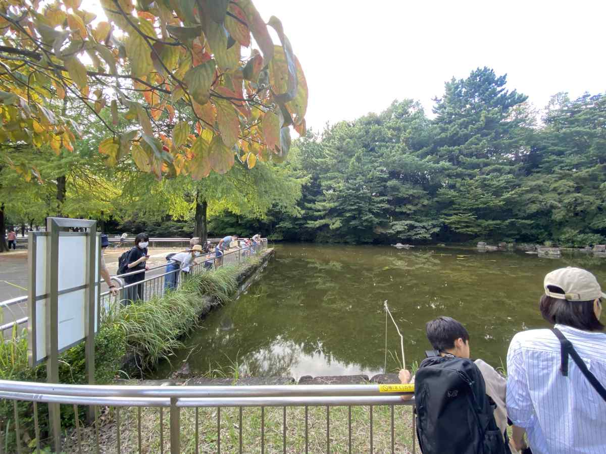 光が丘公園の池