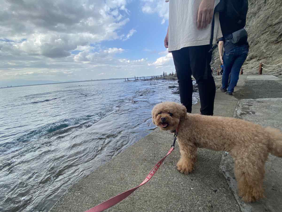 江の島の「稚児ヶ淵」の岩場で愛犬と