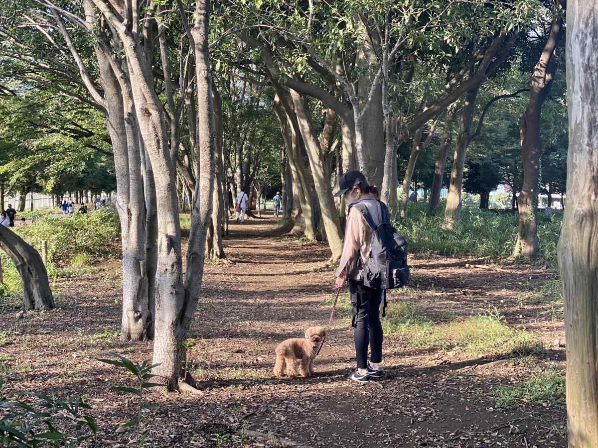 光が丘公園、東側の高台の道