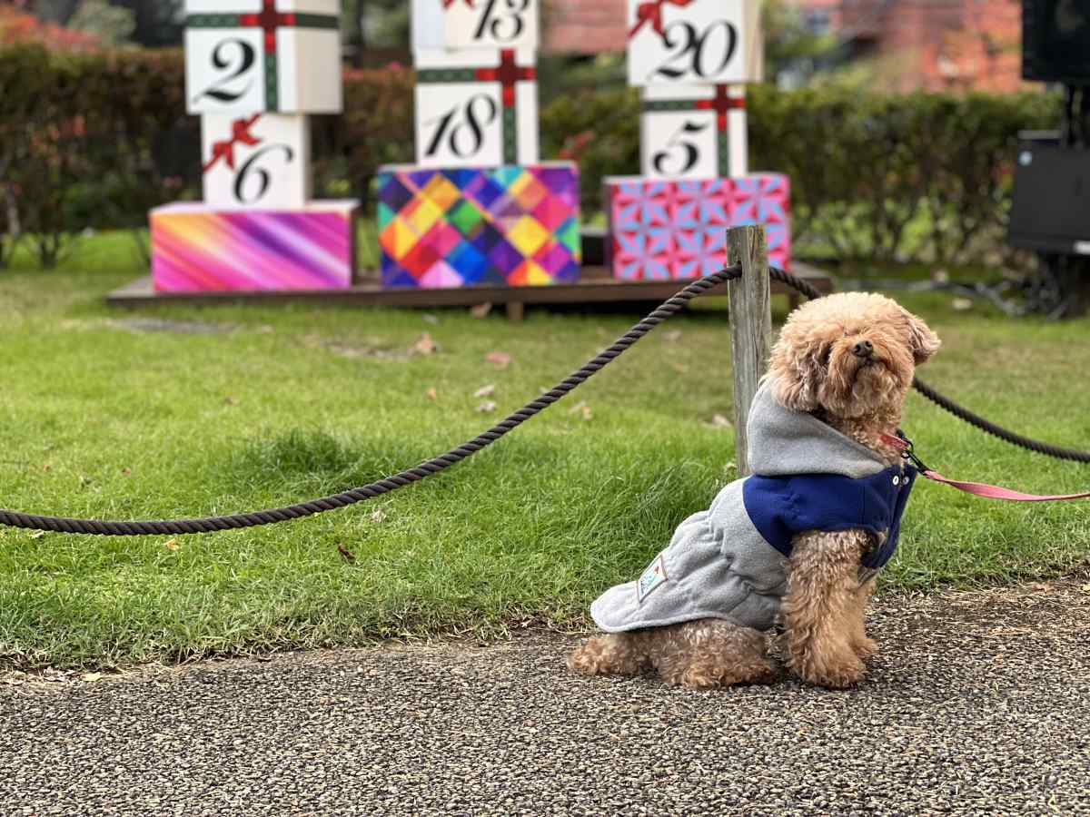 ミッドタウンで愛犬と