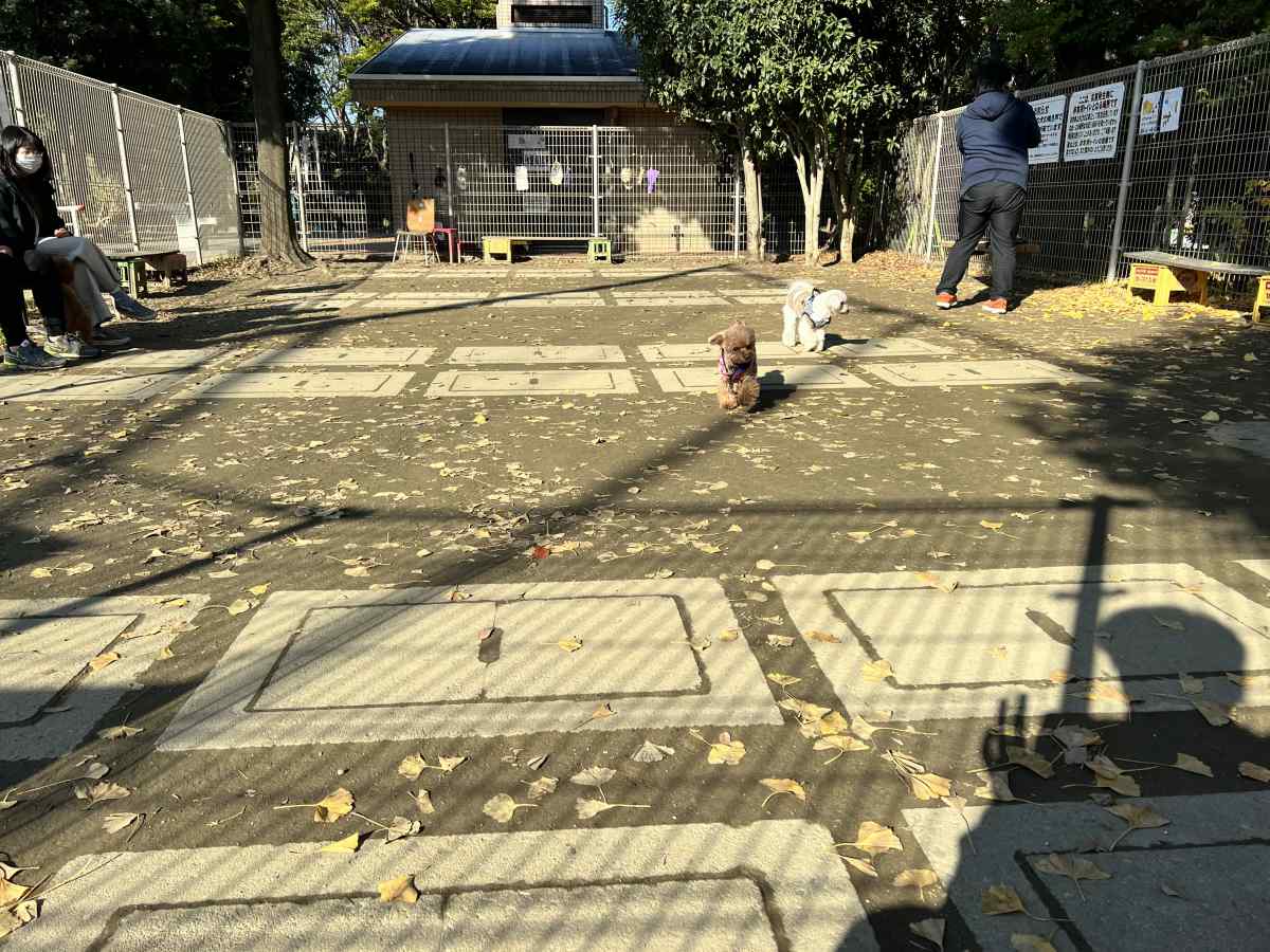 平和の森公園のドッグラン、小型犬エリア