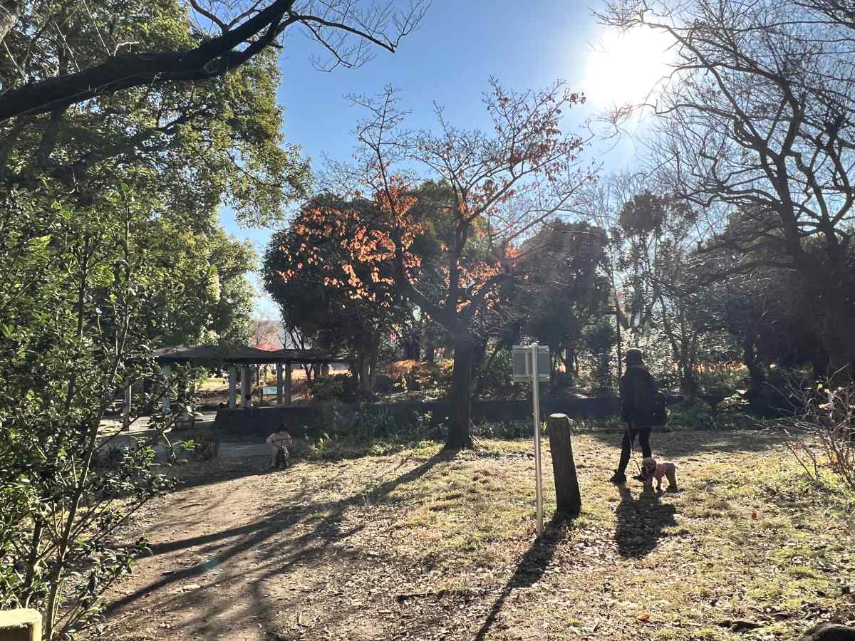 中野区「平和の森公園」の自然