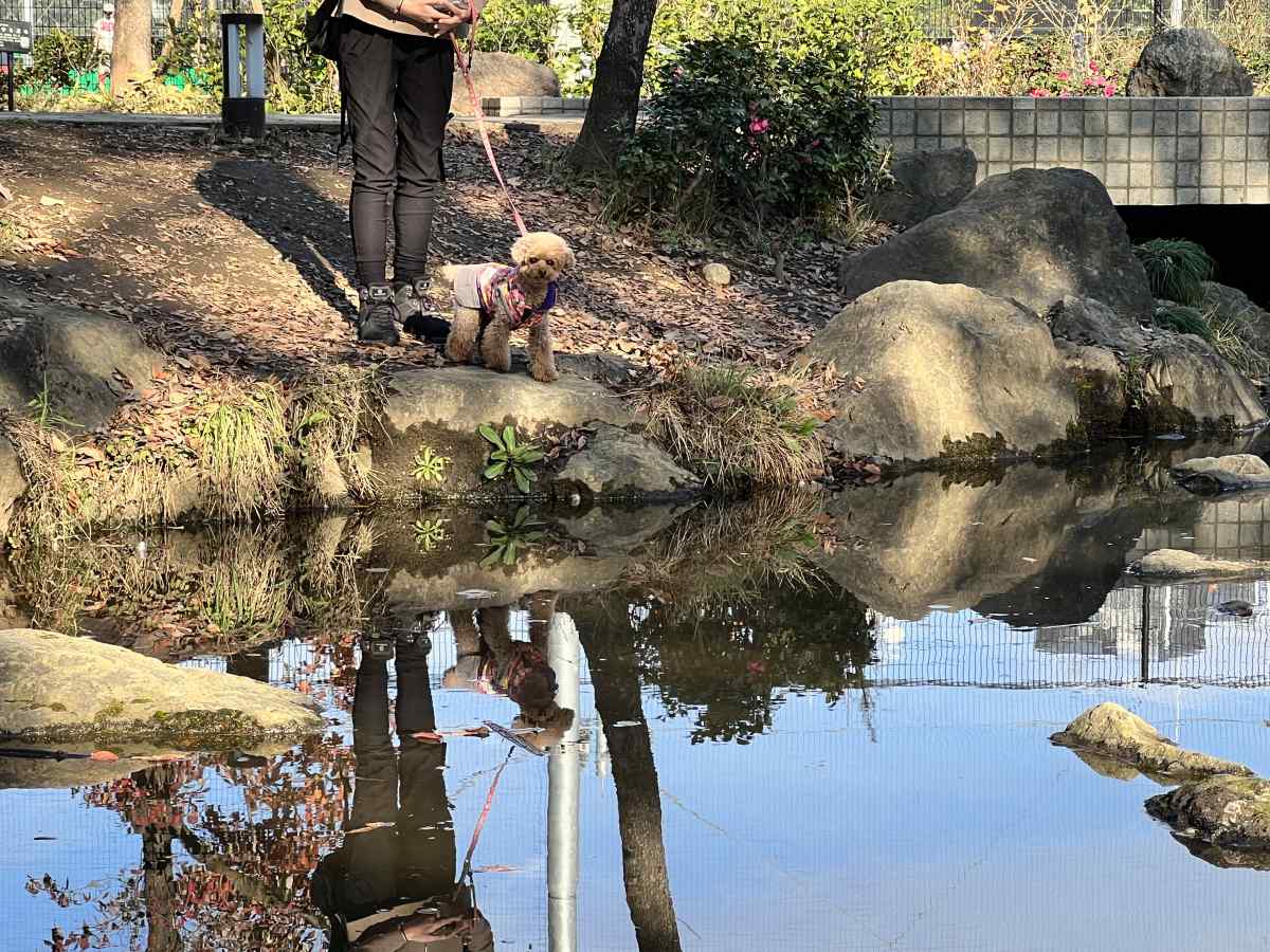 中野区「平和の森公園」の池