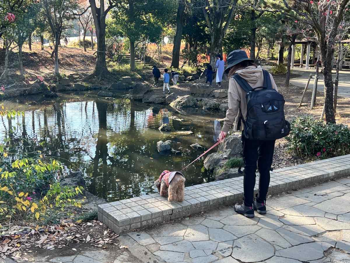 中野区「平和の森公園」の池