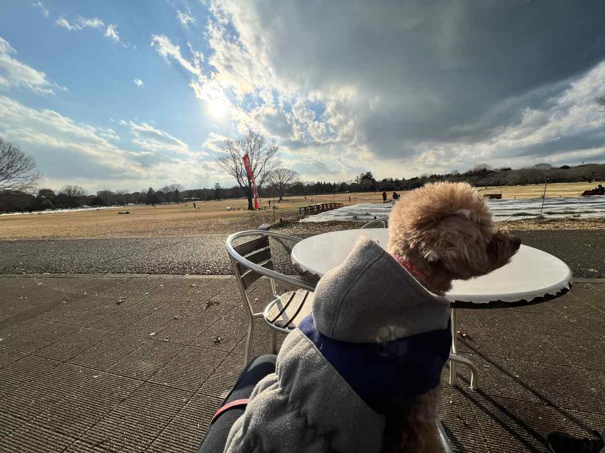 昭和記念公園に愛犬と