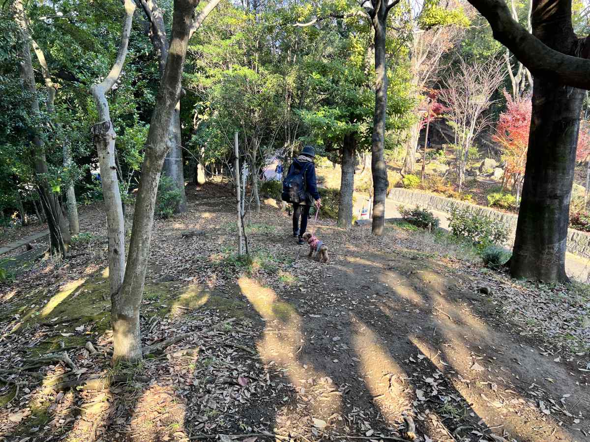 中野区「平和の森公園」の森