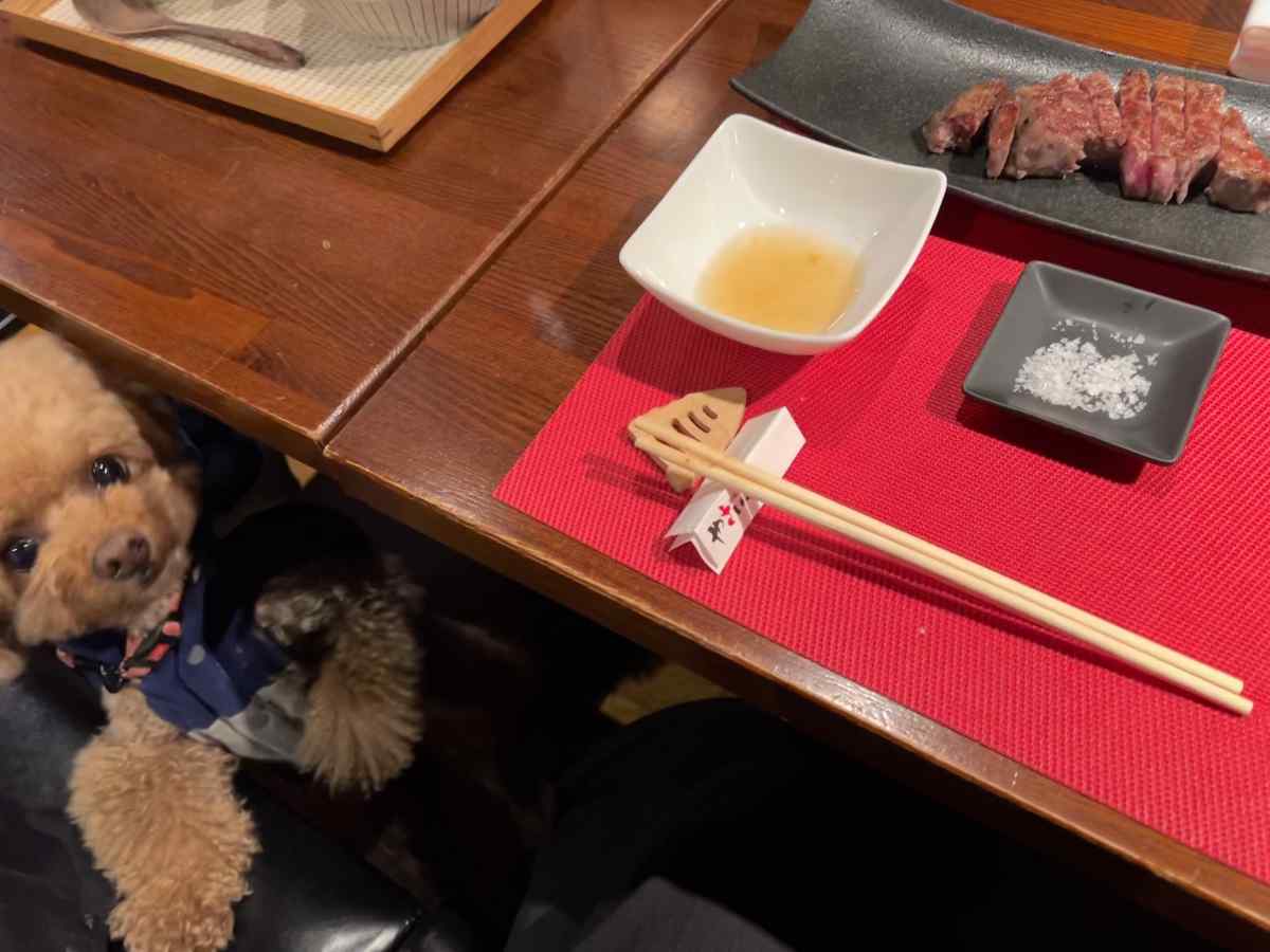 やさいや 鉄板焼野菜 六本木店に愛犬と