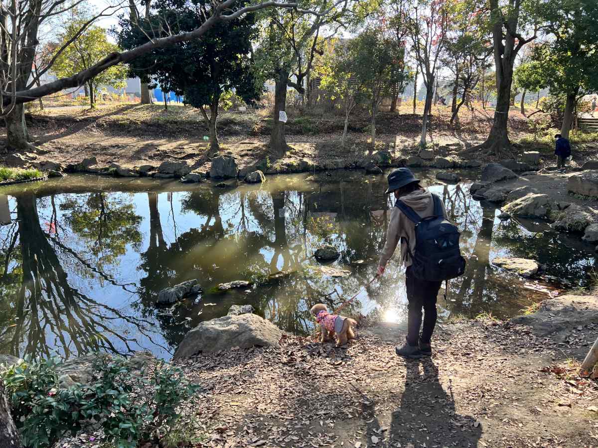 中野区「平和の森公園」の池