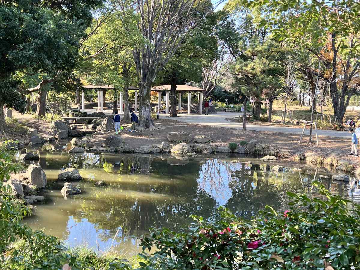 中野区「平和の森公園」の池