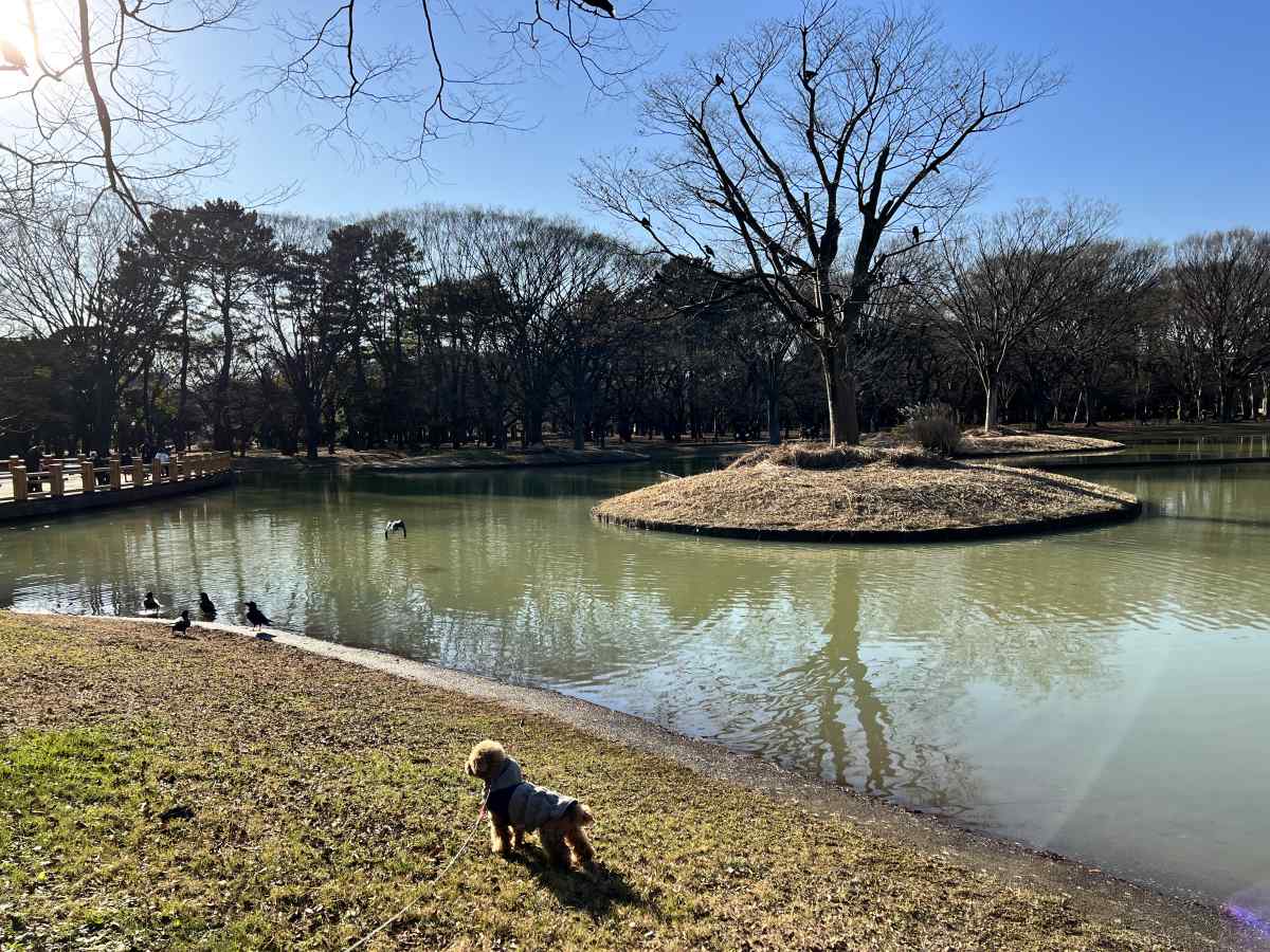 代々木公園の池に愛犬と