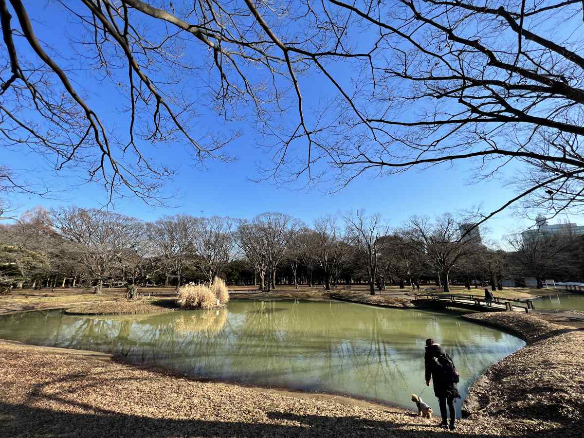 代々木公園の池に愛犬と