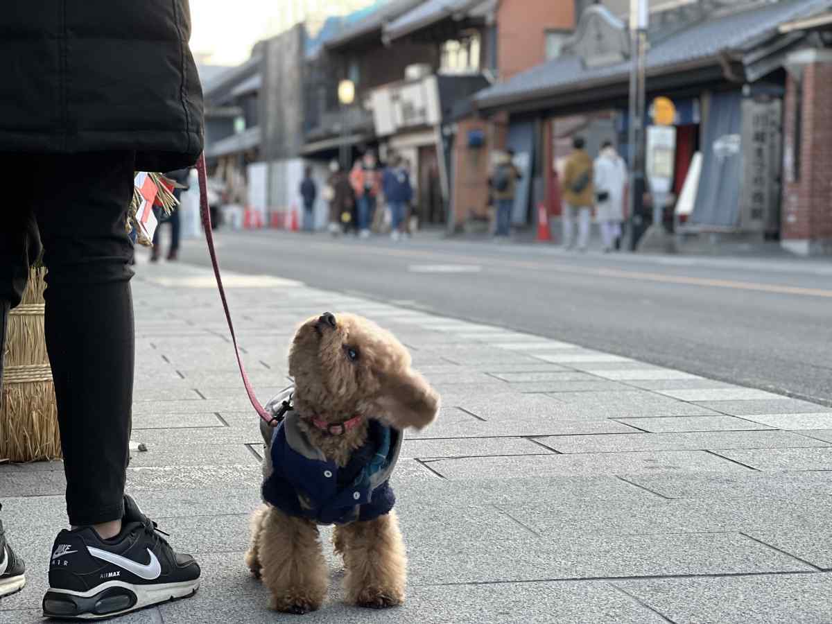 川越に愛犬と