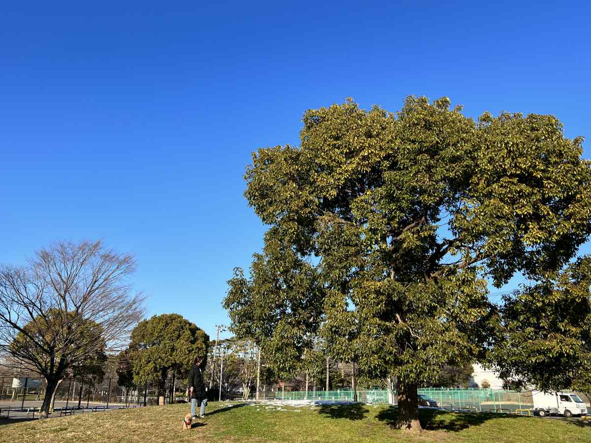 篠崎公園B地区を愛犬と散歩